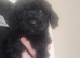 Cockerpoo cross poochon pups