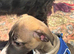 1.5 year old whippet cross grey hound very loving