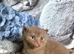 Champion Pedigree TICA Registered Kittens
