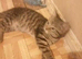 Female kitten