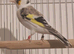 Pied goldfinches