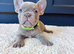 French bulldog dog puppies for sale