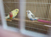 Bonded pair Recessive pied budgies