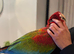 Beautiful handreared super tame Macaw