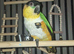 Black headed caique