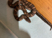 Russian Rat Snake Hatchlings
