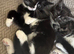 Gorgeous kittens