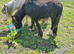 Beautiful little black cob colt
