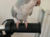 Tame Quaker baby