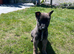 2 Mali x Shepherd Boy Pups. Ready to leave 3rd May.