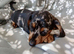 Mini dachshund