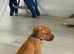 DDB CROSS CANE CORSO