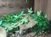 Caramel Ball Python