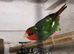 I have 3 pair of pied redfaced parrot finch for sale