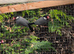 Cockateils and java sparrows