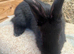 We have the Worlds Biggest Bunnies