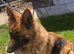 German Shepherd female