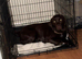 Chocolate Labrador