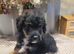 Beautiful jackapoo puppies
