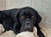 Straw Cane Corso Pups