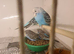FRIENDLY BUDGIES