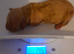 Six gorgeous toy poodles for sale.
