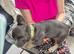 Pedigree French Bulldog Puppies for sale