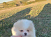 Plush pomeranian puppies only 2 left DELIVERY available