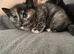 Kittens for sale
