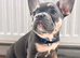French bulldog Grey Lilac Than
