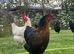 Free Range Point Of Lay Hens Available