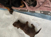 Miniture dashund pups