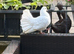Looking for a Hen fantail pigeon