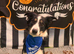 1 Year Old Tri-Colour Border Collie