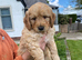 Beautiful Miniature Goldendoodle Puppies For Sale