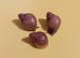 ZANZIBAR GIANT AFRICAN LAND SNAILS
