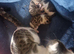 3 beautiful kittens for sale two male one female
