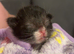 2 kittens look for forever home