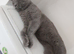 2 bsh cats male and female