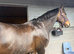 ! 16.2 DESSAGE/ ALLROUNDER!