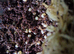 Giant African Snail eggs