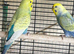 Rainbow budgie