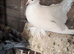Indian fantails and garden fantails with shed and aviary