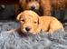 Bichon x Maltese Babies