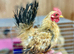 Beautiful pure silkie feathered serama
