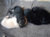 4 longhaired Germanshepherds looking for new homes