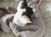 2 gorgeous female Kittens Looking for Loving Homes