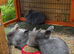 Mini Lion Lops ready to leave