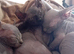 Beutiful Sphynx Kittens