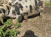Kune Kune Intact Boar 1 Year old. Beautiful markings and great temperament!